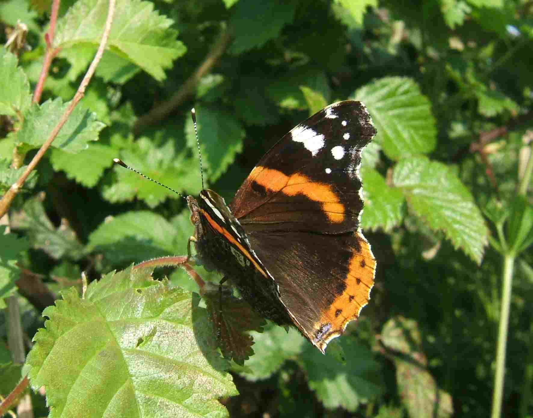 Vanessa atalanta Vanessa atalanta